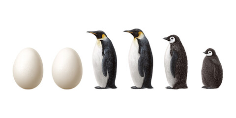 Emperor Penguin Life Cycle Stages: Eggs, Chick, Juvenile, and Adult Penguins on Isolated Black Background Concept of Animal Development and Wildlife