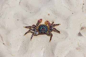 Cute crab at the white sand beach by the ocean