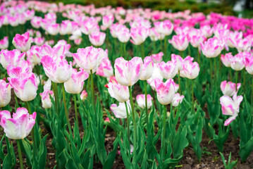Fototapeta premium Ruffled parrot tulips Silver Parrot with silvery pink petals edged creamy white, variegated foliage, in garden bed with rich background light.