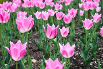 Field of pink fringed tulip Fancy Frills also called Dallas, many blossoms in full spring bloom with soft green foliage forming vibrant background.