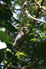 Papuan frogmouth (Podargus papuensis)