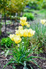 Obraz premium Closeup of Tulip Yellow Purissima flowers in full bloom in a spring garden bed. Soft yellow petals with fresh green leaves under natural sunlight.