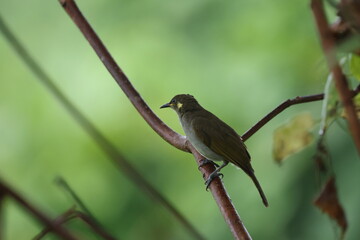 Mimick honeyeater (Meliphaga analoga)