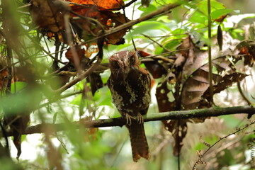 feline owlet-nightjar (Aegotheles insignis)