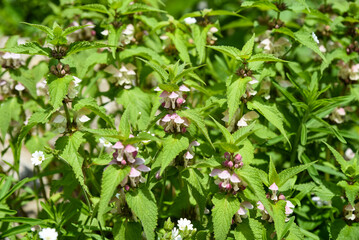 Pink and white Lamium flowers with green serrated leaves growing in the garden, close up of blooming wild nettle in natural sunlight.