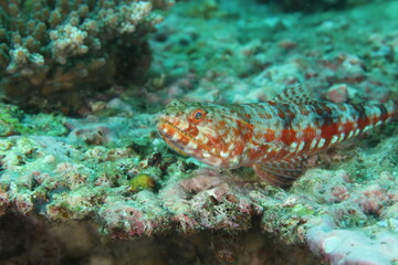 reef lizardfish (synodus binotatus)