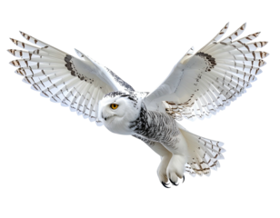 Snowy owl soaring with wings outstretched, dark markings, against transparent background