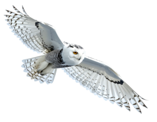 Snowy owl in flight, wings spread wide against a black backdrop