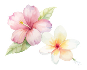 tropical watercolor hibiscus and frangipani flowers isolated on white background