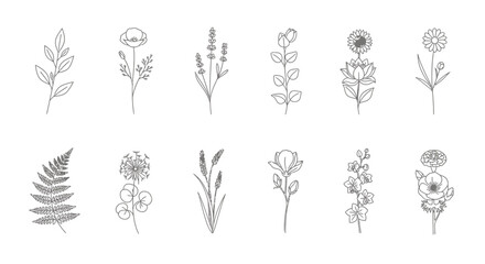 Line art illustration featuring a collection of various botanical elements, including flowers, leaves, and ferns, arranged in a row.