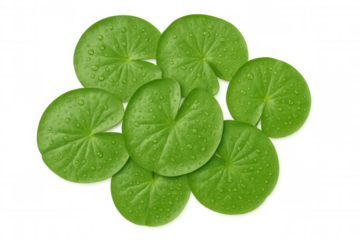 Green fresh water lily pads with water droplets creating a natural clean surface, top view, transparent background