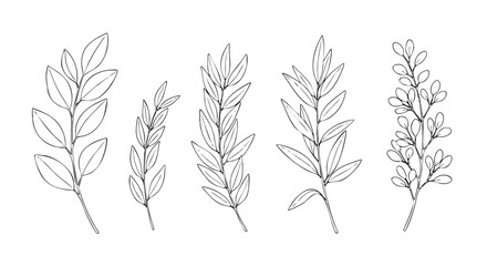 Set of five hand-drawn botanical leaf branches in a detailed sketch style on a white background.
