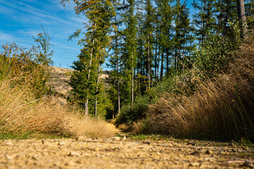 Forest path with trees and dry grass under blue sky