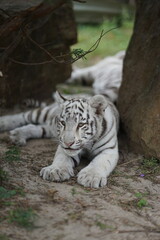 Baby Bengal White Tiger laying on the ground