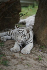 Baby Bengal White Tiger laying with eyes closed