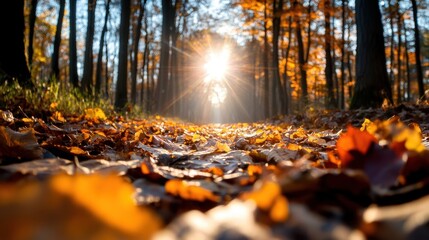 Autumn sunlight in forest with fallen leaves and sun rays through trees