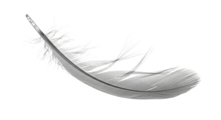 Single White Bird Feather Isolated on White Background