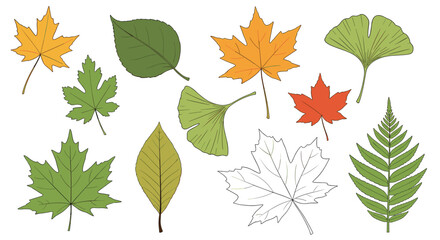 Fototapeta premium A collection of colorful autumn leaves including maple ginkgo and fern varieties.