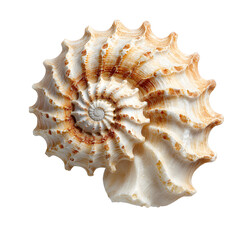 Obraz premium sea shell isolated on white