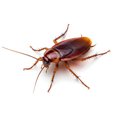 Fototapeta premium ultra realistic angled view of single cockroach isolated on white background