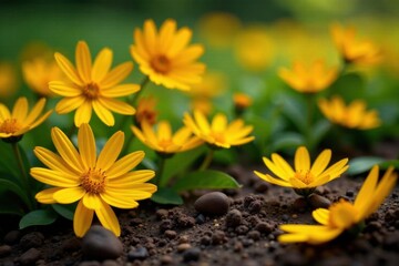 Bright yellow daisies scattered lightly on fresh soil, shadow, growth, bright