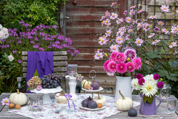 Tisch-Arrangement mit Dahlien-Blumensträußen,  Feigen, Trauben und Kürbissen im Herbstgarten
