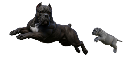 Two Cane Corso dogs, a playful puppy and a spirited adult, are jumping in excitement in a grassy area on a bright day, showcasing their energy and bond.