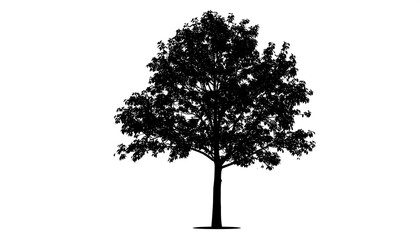 Silhouette of a full deciduous tree