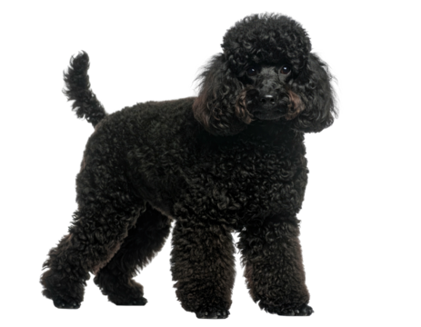 A standing, fluffy black dog with tightly curled fur, looking directly at the viewer
