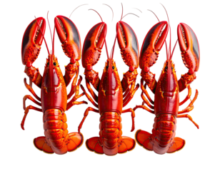 Three bright red cooked crustaceans arranged with claws outstretched on black