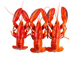 Three vibrantly cooked lobsters, claws raised, red shells, isolated on black