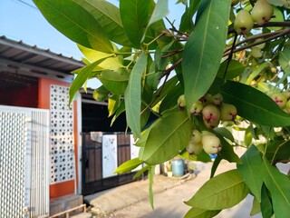 The background of the water guava is green
