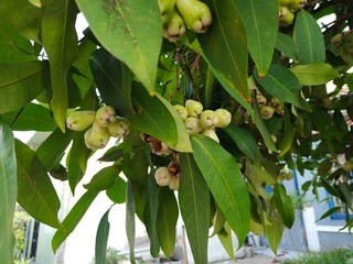 The background of the water guava is green