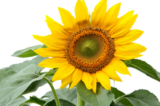 Summer Sunflower Vector Isolated on Transparent Background - Powered by Adobe