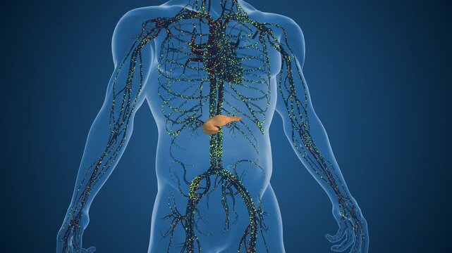 Pancreatic Cells Stimulating Higher Insulin Production Levels