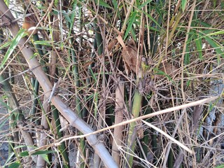 background of dry grey bamboo