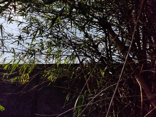 background of dry grey bamboo