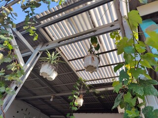 plants in hanging pots in the yard
