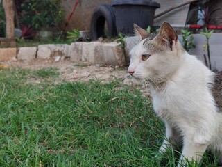 background of a black and white cat