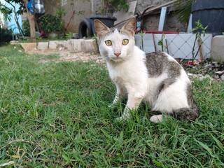background of a black and white cat