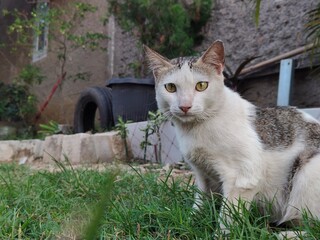 background of a black and white cat