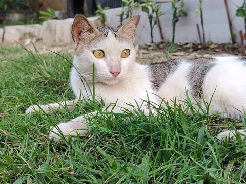 background of a black and white cat