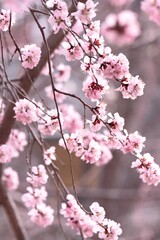 Delicate Pink Cherry Blossoms Blooming on Branches with Soft Bokeh Background - Dreamy Spring Garden Scene