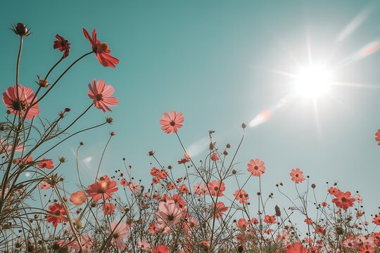Pink cosmos flowers bloom against a bright sunlit blue sky pink flowers red flowers - Powered by Adobe