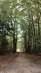 green woods panorama, natural landscape, forest in autumn, forest background
