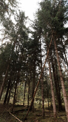 green woods panorama, natural landscape, forest in autumn, forest background
