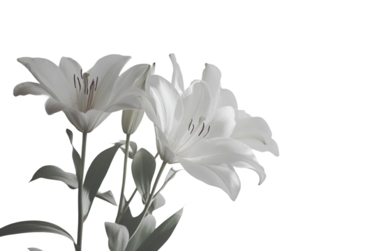 Beautiful White Lily Vector Isolated on Transparent Background