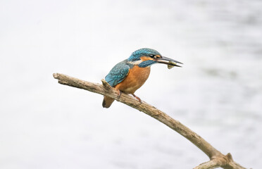 Kingfisher, male, on a branch with a fish in its beak