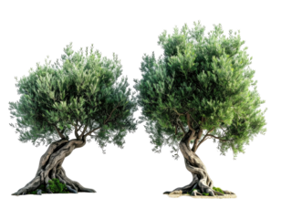 Two olive trees with twisted trunks and vibrant green leaves, isolated on black