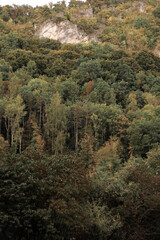 green woods panorama, natural landscape, forest in autumn, forest background
